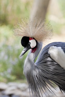 gri taç vinçGrulla coronada gris