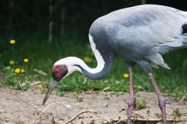 White Naped Crane clipart