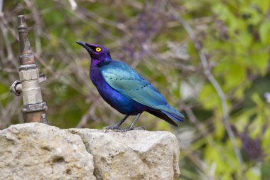 Purple Glossy-starling clipart