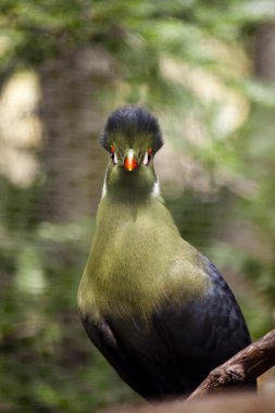 Knysna turaco