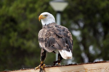 Amerikan kel kartal