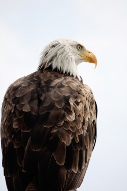 American Bald Eagle clipart