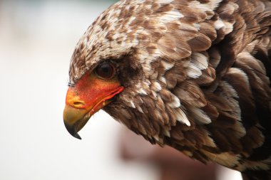 bateleur kartalı