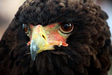 bateleur kartalı