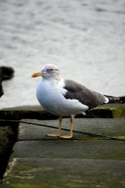 Juvenile gull clipart