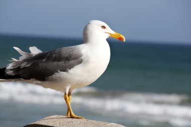 Seagull bird clipart