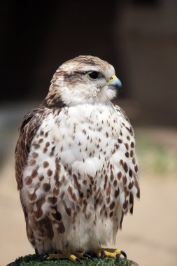 Saker falcon clipart