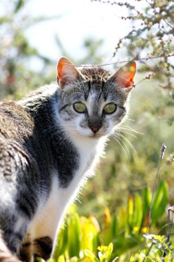 kedi arıyorum