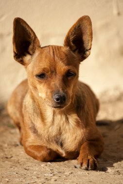 köpek yavrusu başkanı