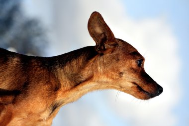 Genç köpek yavrusu