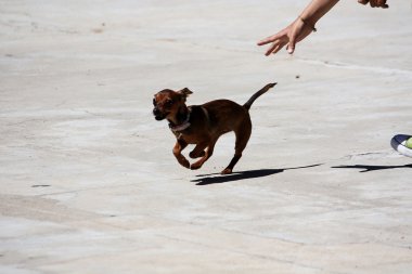 Tiny dog running clipart