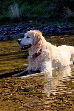 köpek Nehri üzerinde