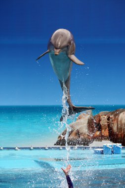 Dolphin jumping out of the water clipart