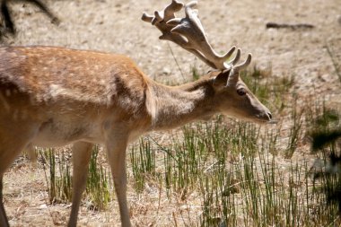 Cervus Dama deer