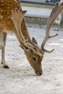 Cervus Dama deer