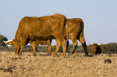 Sterren in het heelal