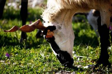 Ram eating grass clipart