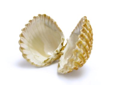 Open scallop shell clipart