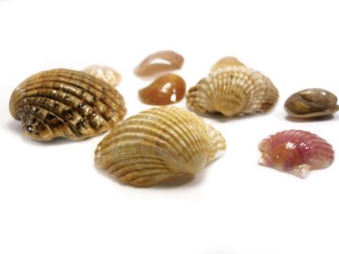 Several sea shells clipart