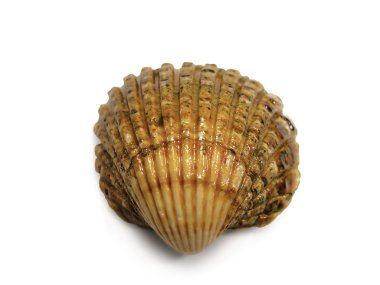 Cockle deniz kabuğu