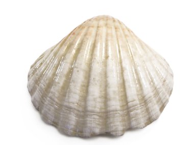Cockle sea shell clipart