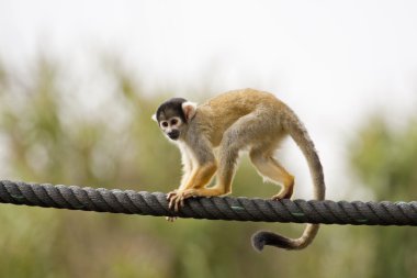 Black-capped Squirrel Monkey clipart