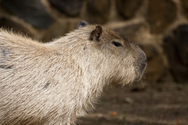Capybara rodent clipart