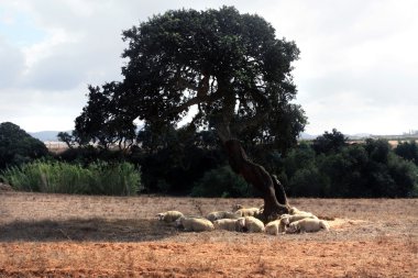 bir ağacın altında uyuyor