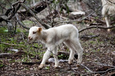 Babyborn sheep clipart