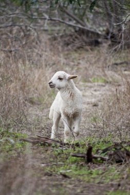 Young sheep clipart