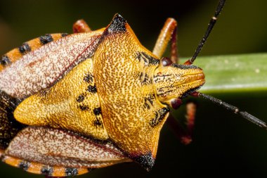 Carpocoris mediterraneus