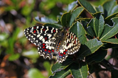 Zerynthia polyxena