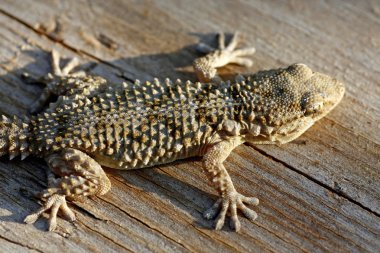 Avrupa gecko