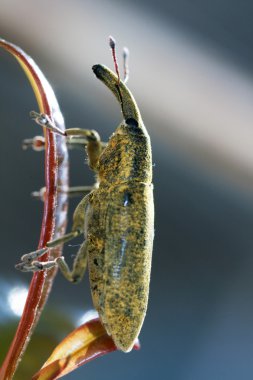 Weevil böcek