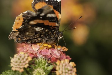 Vanessa Atalanta