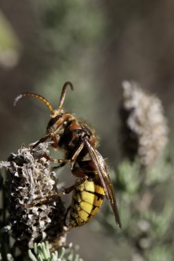 Vespa Crabro