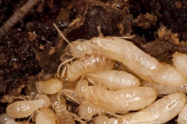 White termites clipart