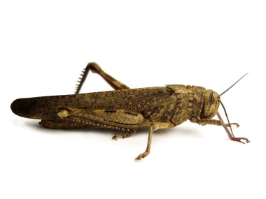 Desert Grasshopper clipart