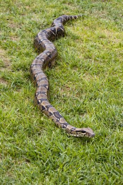 Boa on the grass clipart