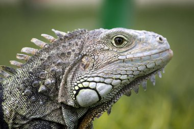 iguana başı