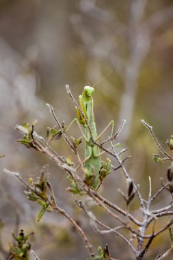 Mantis religiosa clipart