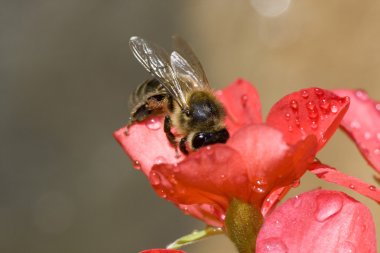 Bee tasting the pollen clipart