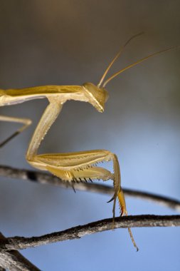 Sarı mantis bileğinde