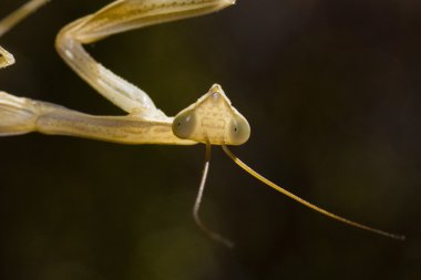 Praying Mantis religiosa clipart