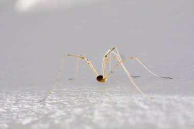 Harvestman örümcek