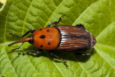 Kırmızı palmiye Weevil'ı