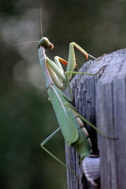 Mantis bileğinde