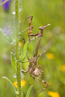 kadın empusa pennata