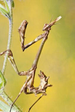 kadın empusa pennata