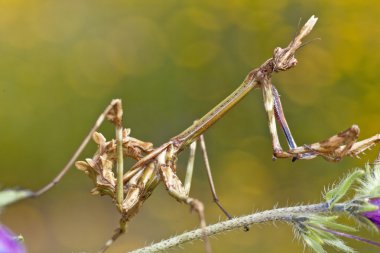 kadın empusa pennata